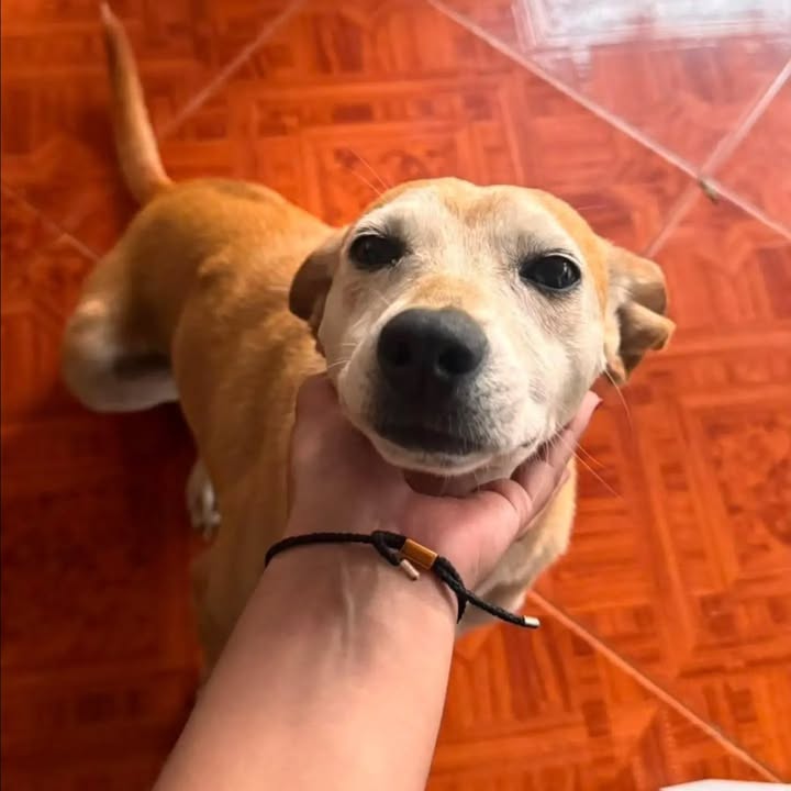 Perra juguetona y cariñosa busca hogar en Pereira 