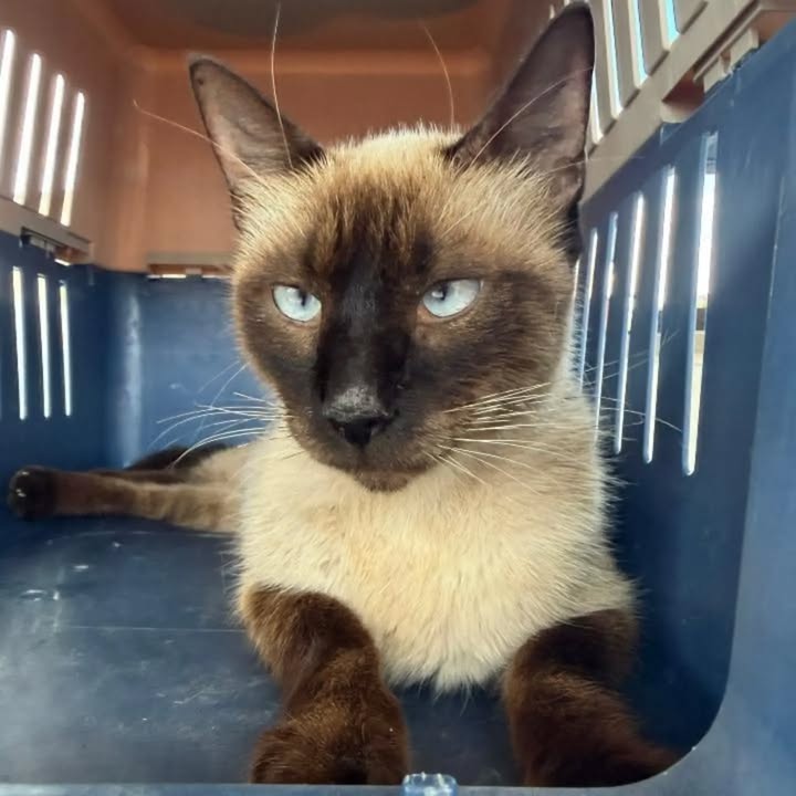 Gatica en adopción responsable en Pereira, Risaralda 