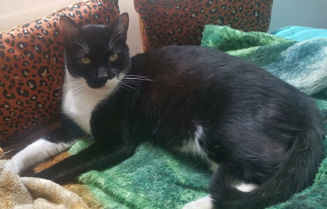 Gato en busca de adopción responsable en Pereira 
