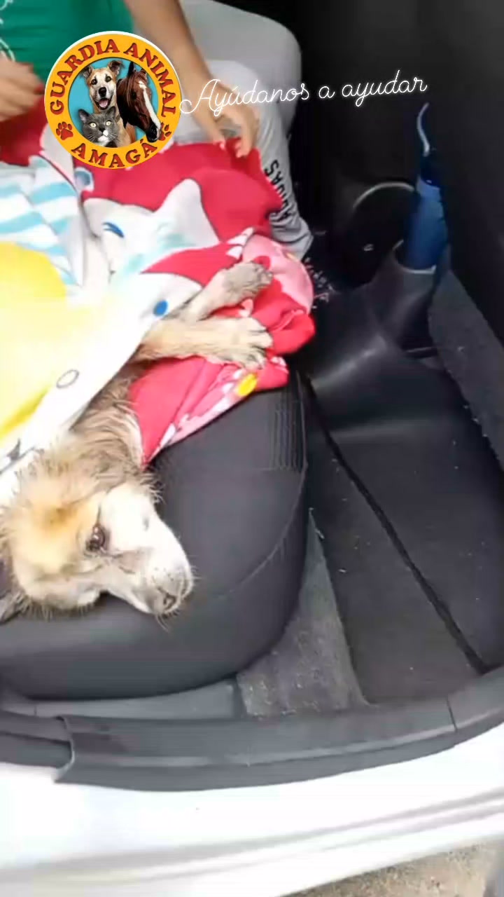 Perrito encontrado en Amagá, Antioquia 