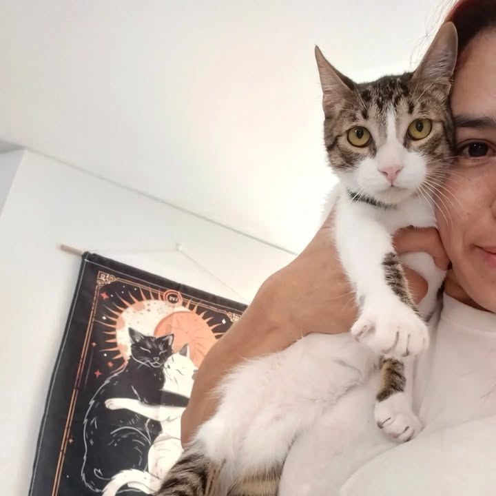 Gatitos en adopción en Bogotá 