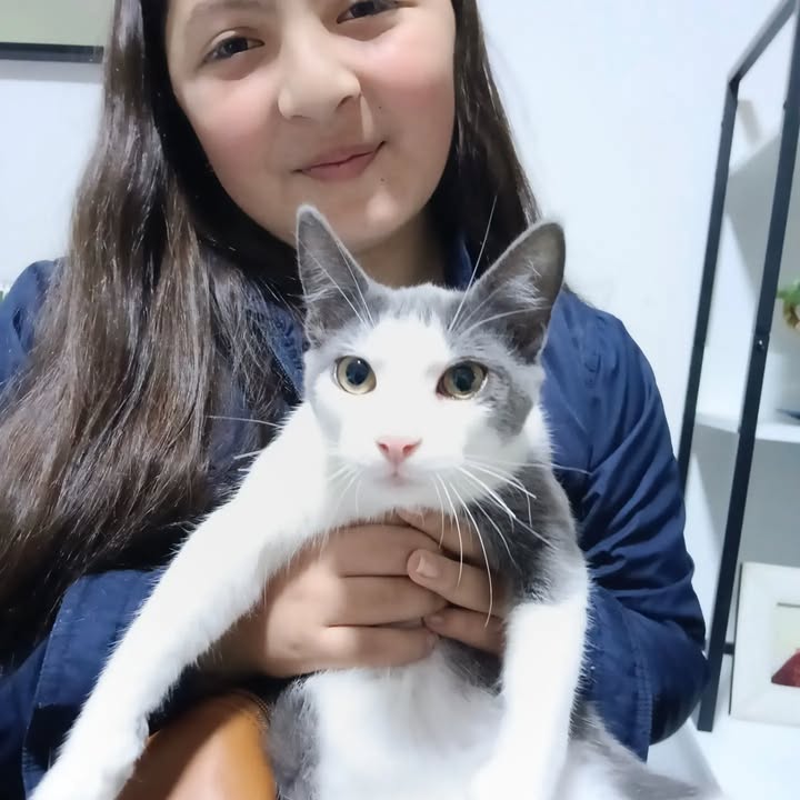 Gatitos en adopción en Bogotá 