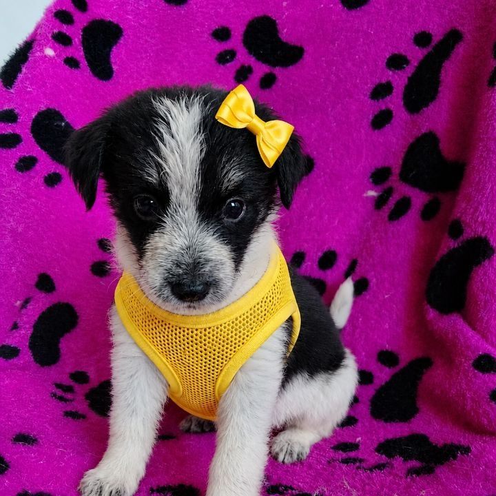 Cachorra mestiza en adopción en Neira, Caldas 