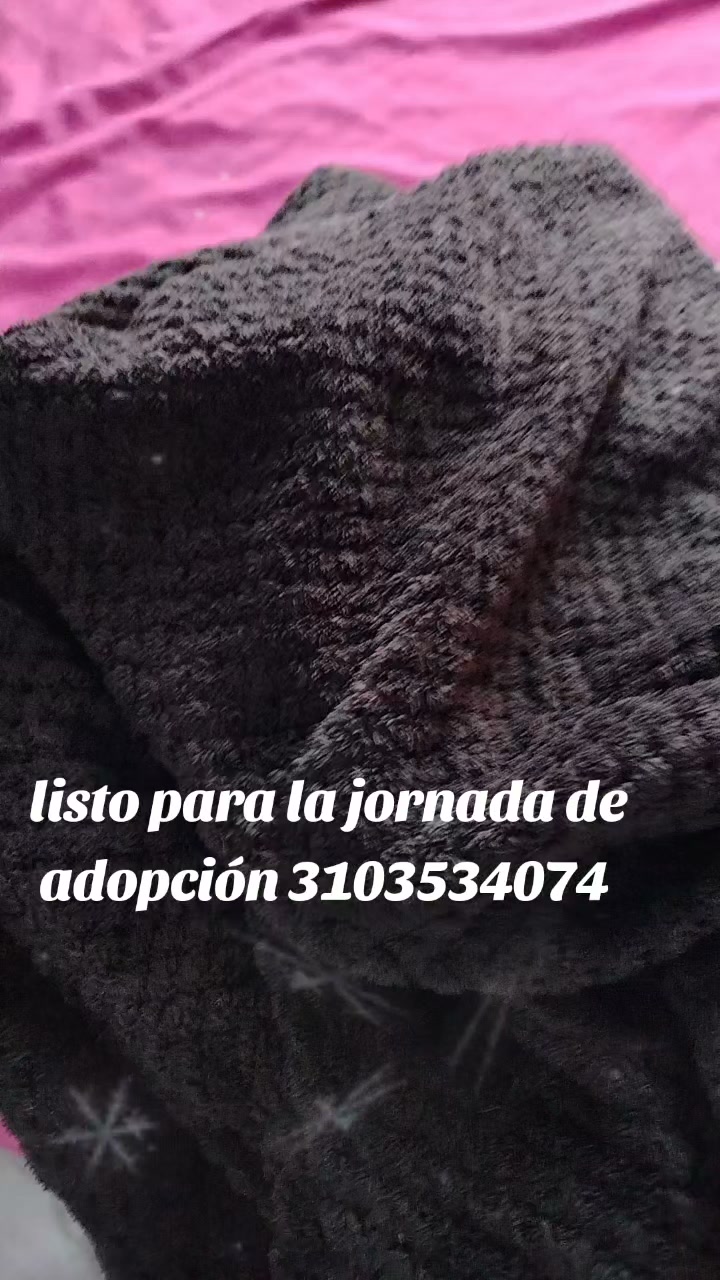 Adopcion de gato en Bogota 