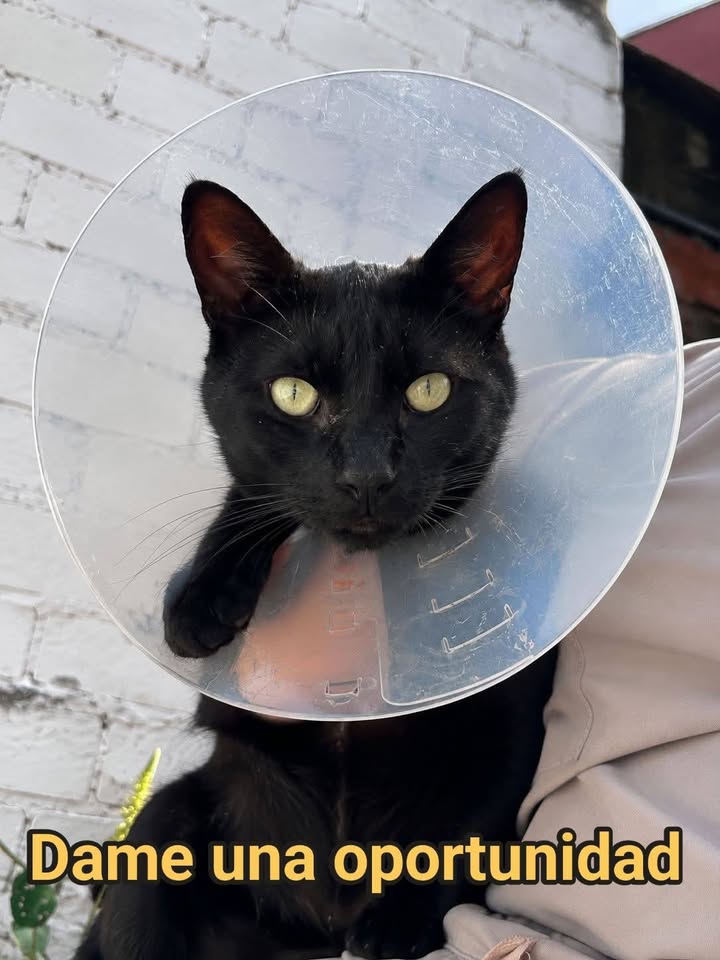 Gato negro en adopción tras dura recuperación en Amagá, Antioquia 