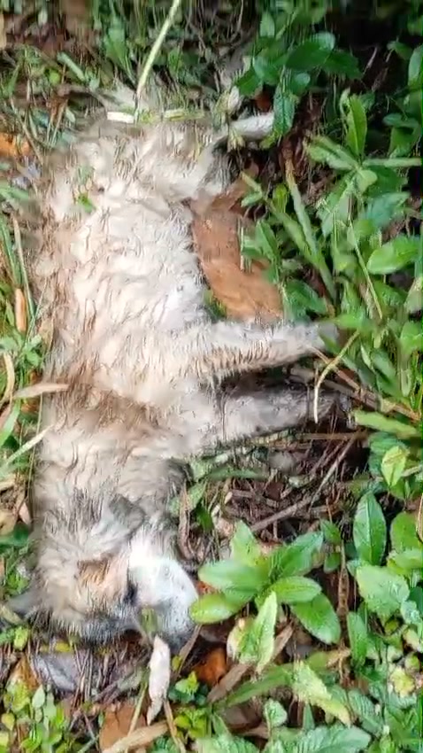 Perro atropellado encontrado en Amagá, Antioquia - Buscando familia 
