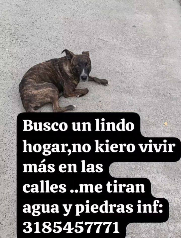 Busca hogar para perro en Tuluá 