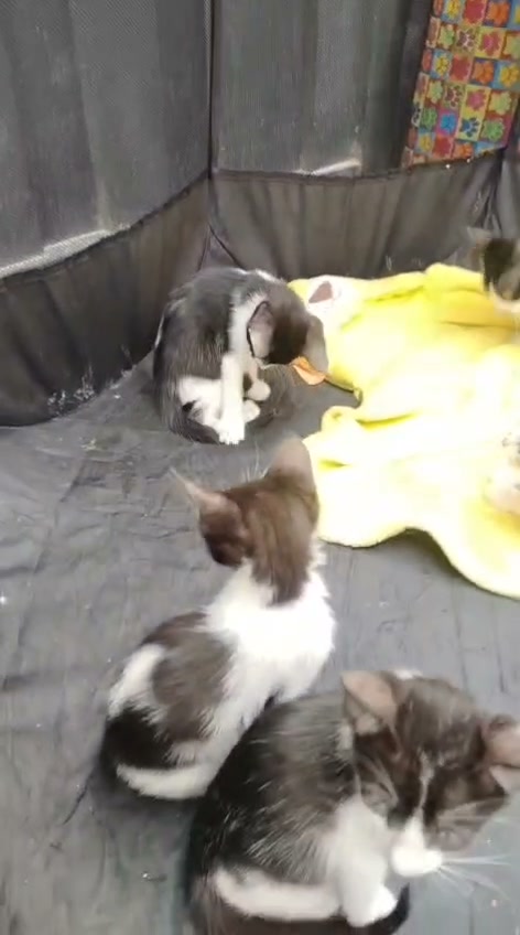 Adopción de gatitos y gatos adultos esterilizados en Bogotá 