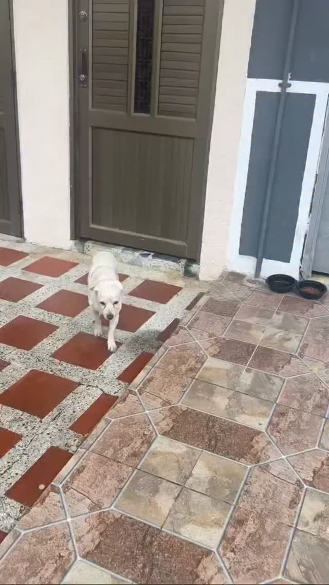 Busca Hogar Perrro en Pereira Risaralda 