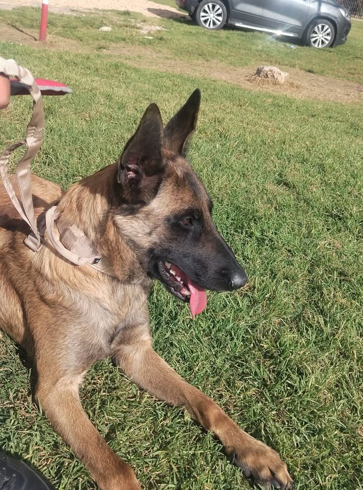 ¡Alan encontró su familia! Perro busca hogar en Bogotá 