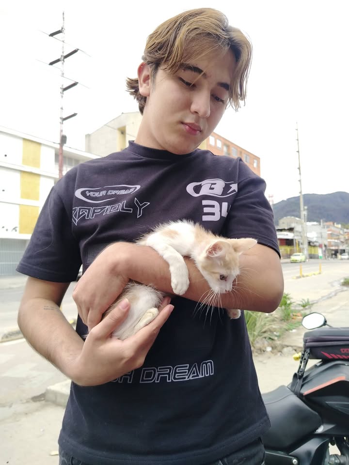 Adopción gatitos responsables y comprometidos en Bogotá 