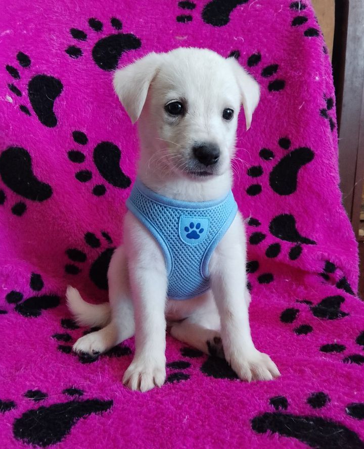 Cachorro blanco busca hogar en Neira, Caldas 