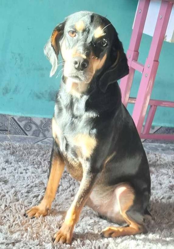 Perro en adopción en Pereira 