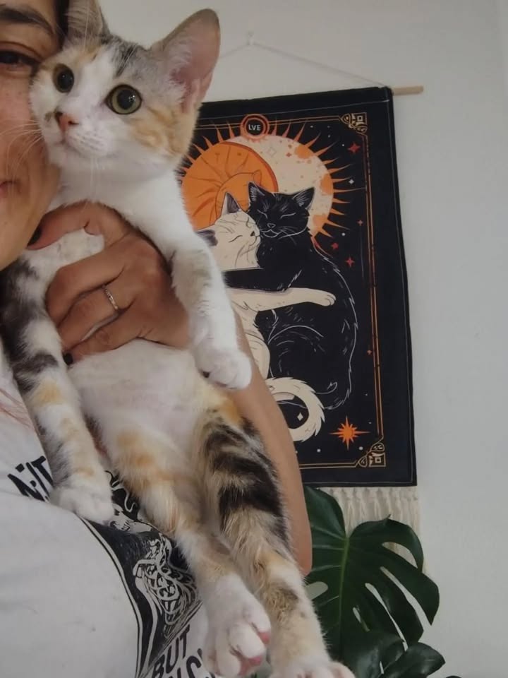 Gatos Tofu y Hanna en adopción responsable en Bogotá 
