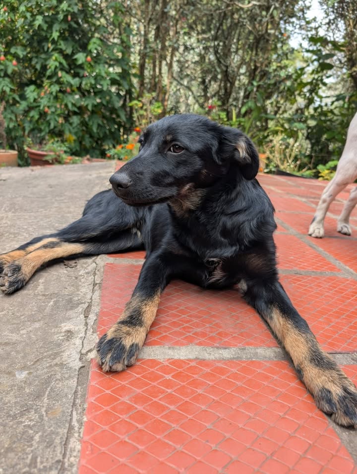Perro Trixie en adopción en Bogotá 