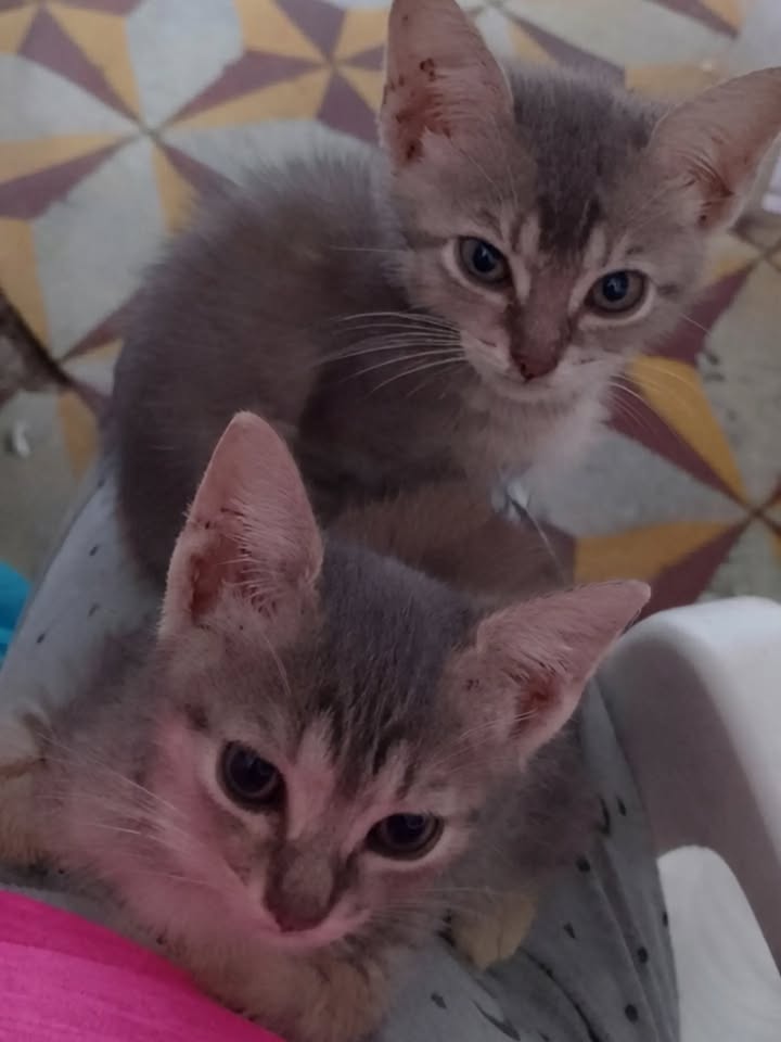Adopción de gatitas de 2 meses en Pereira, Risaralda 