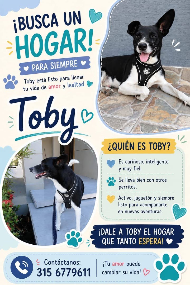 Toby busca un hogar en Tuluá 