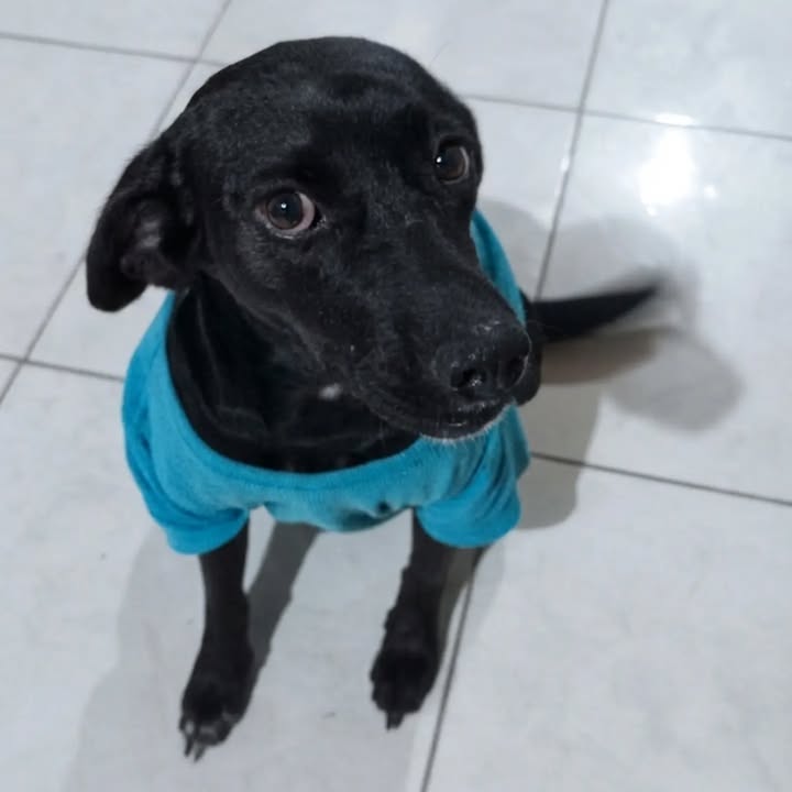 Cachorra de 5 meses en adopción en Pereira 