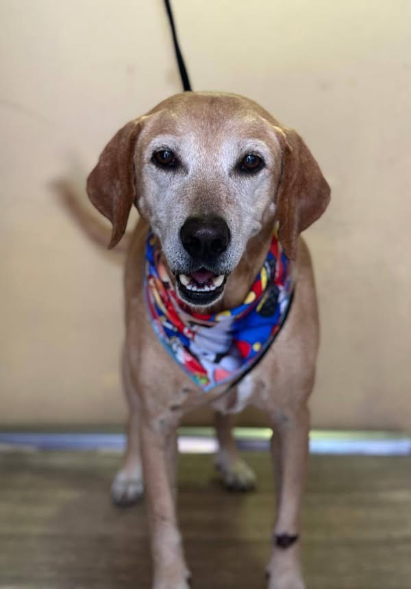 Perro de adopción en Cali 