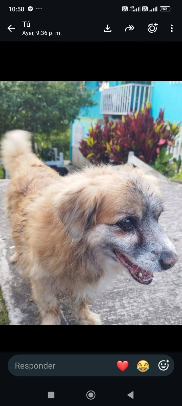 Perro adulto encontrado en Amagá Antioquia 