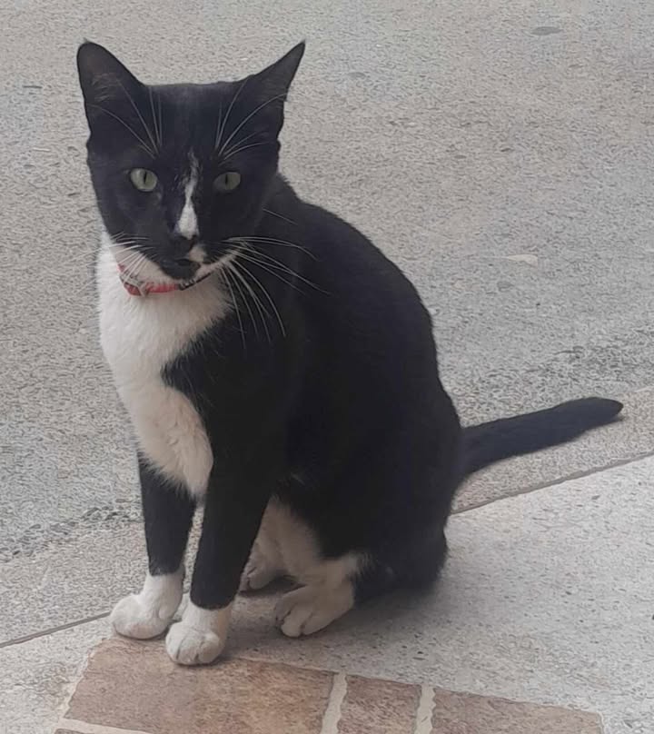 Gatico en adopción responsable 