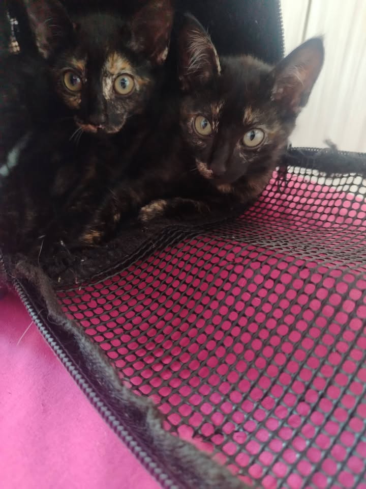 Adopción de Gatitos y Gatos en Bogotá 