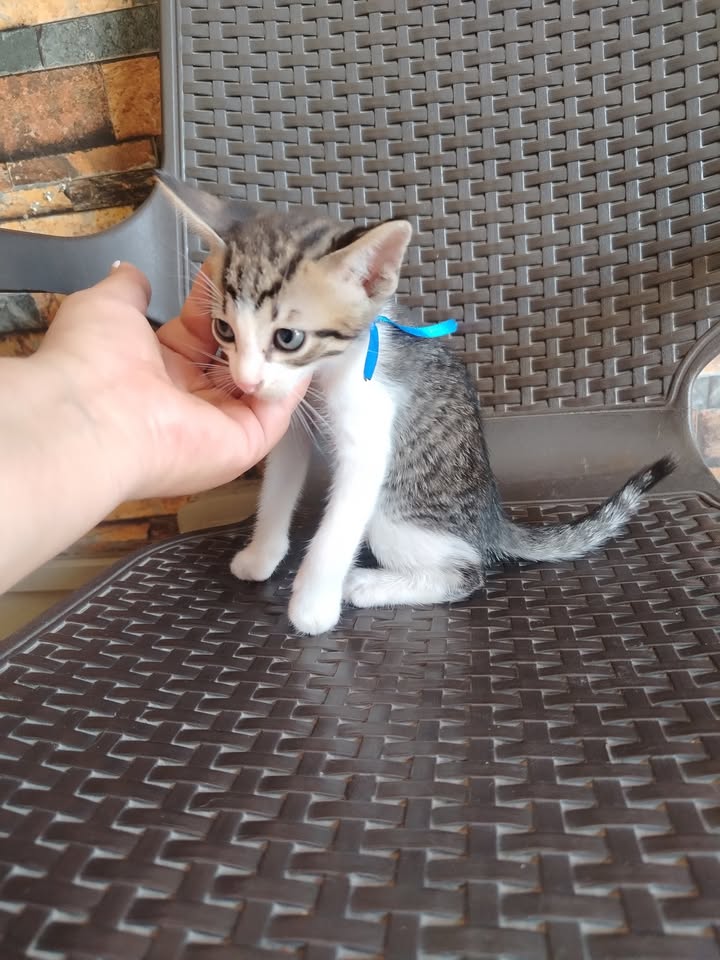 Adopción de gatitos en Bogotá y alrededores 