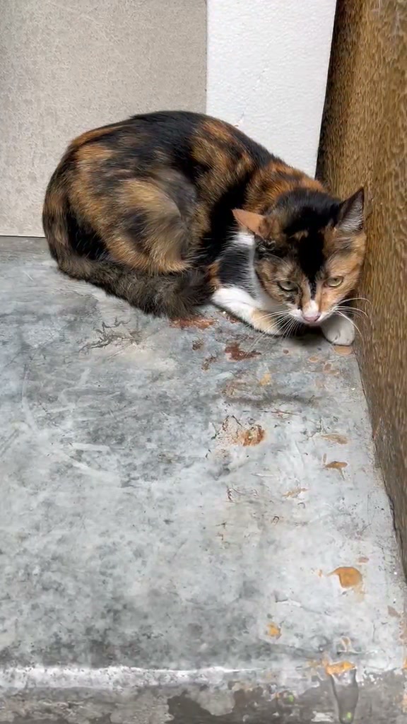Gata encontrada con dificultades para caminar en La Virginia, Risaralda 