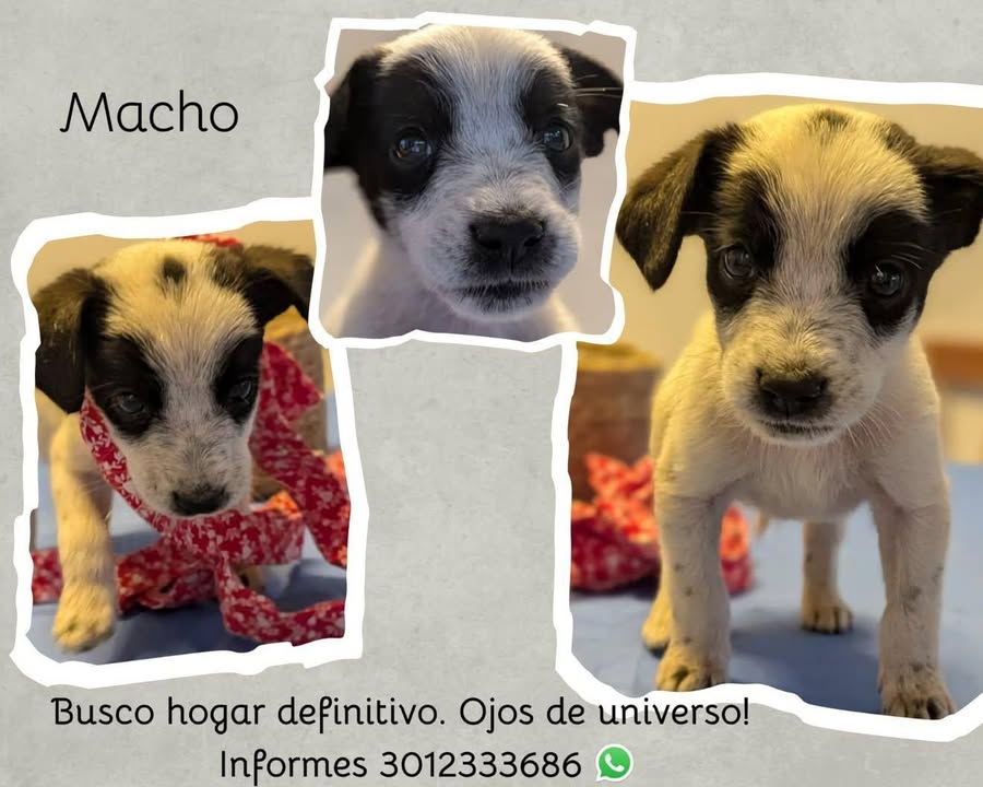 Cachorra de adopción en Tuluá, Valle 