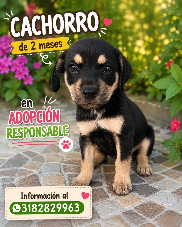 Cachorro en Adopción Responsable en Amagá, Antioquia 