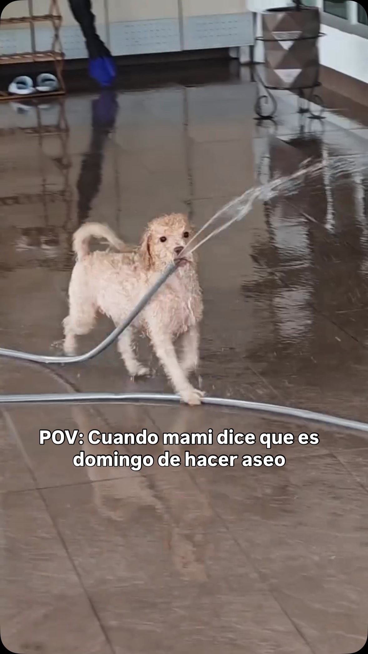 Perros en adopción en Bogotá, Colombia 