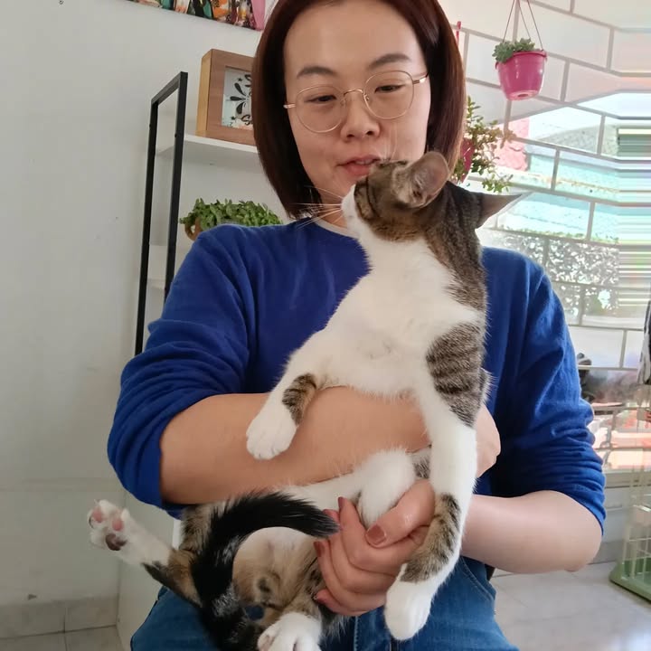 Gatitos en adopción en Bogotá 