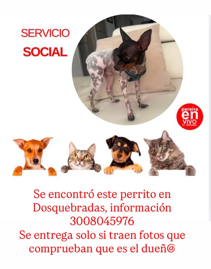 Se encontró perrito en Dosquebradas 