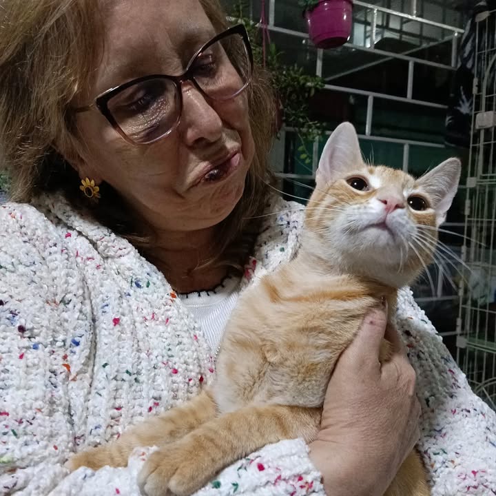 Gatitos en adopción en Bogotá 
