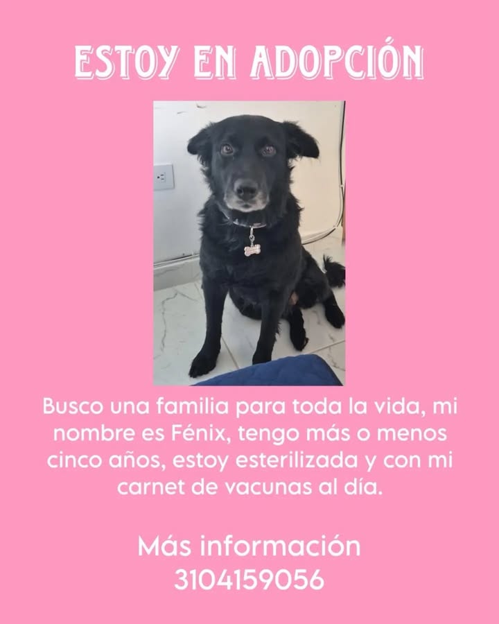 Adopción de Fénix en Pereira, Risaralda 