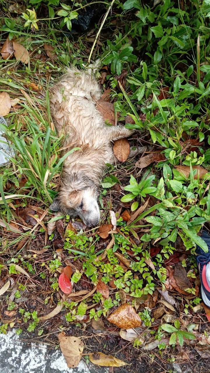 Perro adulto encontrado en Amagá Antioquia 