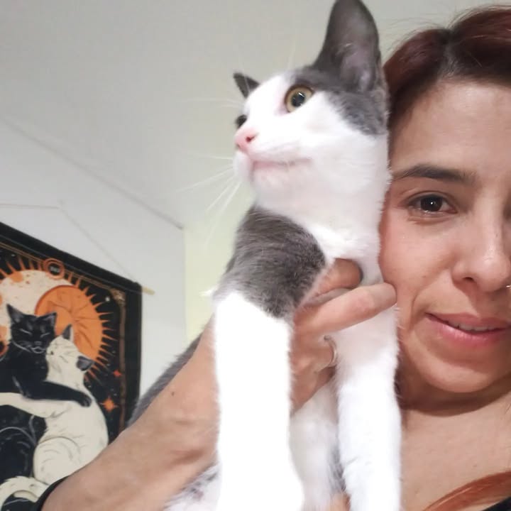 Gatitos en adopción en Bogotá 