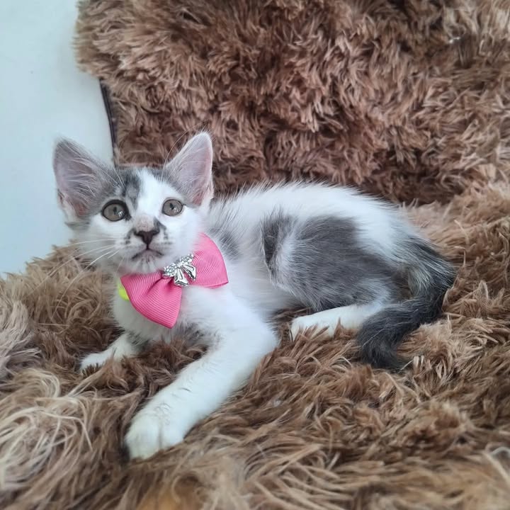 Lindos gatitos buscan hogar en Pereira 