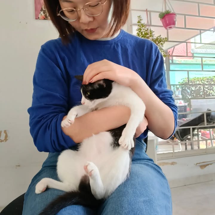 Gatitos en adopción en Bogotá 