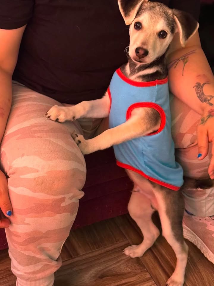 Perrito ToGo en adopción en Bogotá 