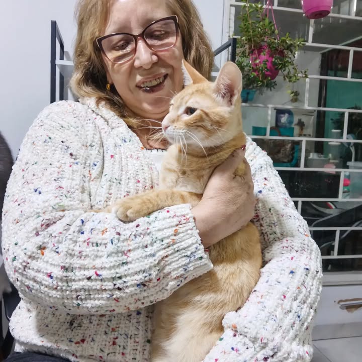 Gatitos en adopción en Bogotá 