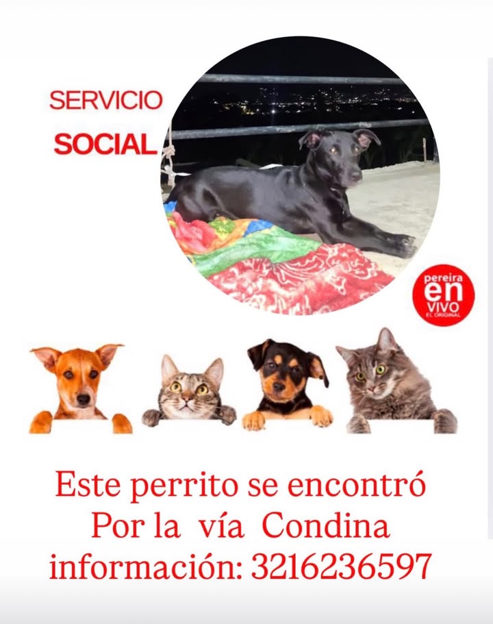 Perro Encontrado en Vía Condina 