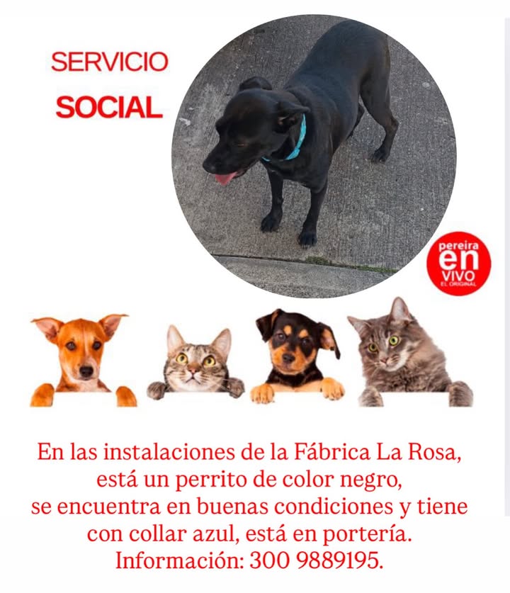 Perro encontrado en Pereira, Risaralda 