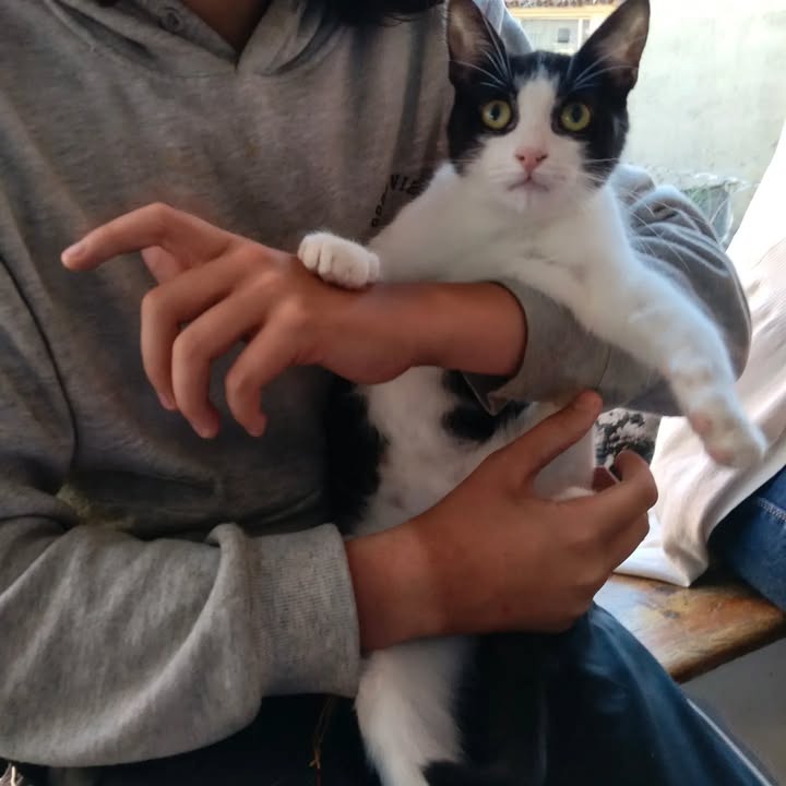 Adoptada: Gatita Galaxia se une a Cosmos en Bogotá 