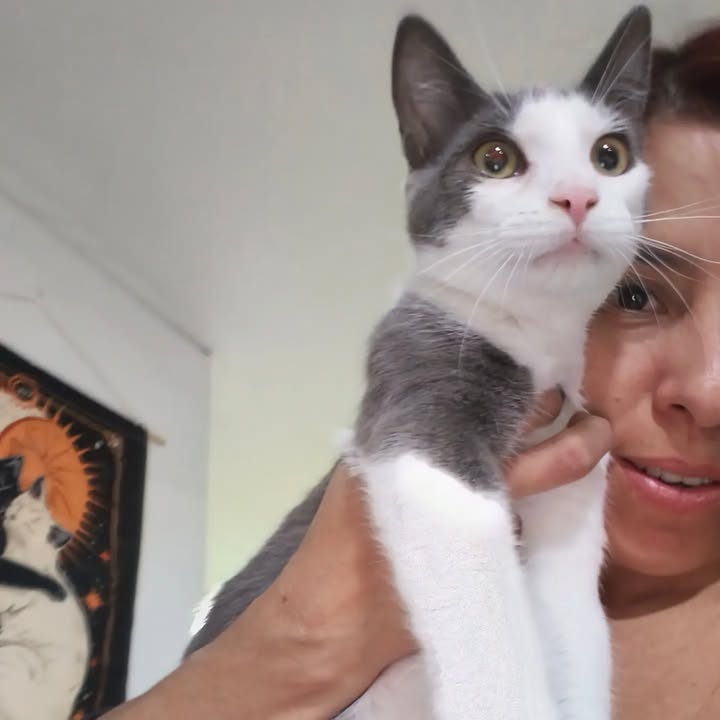 Gatitos en adopción en Bogotá 