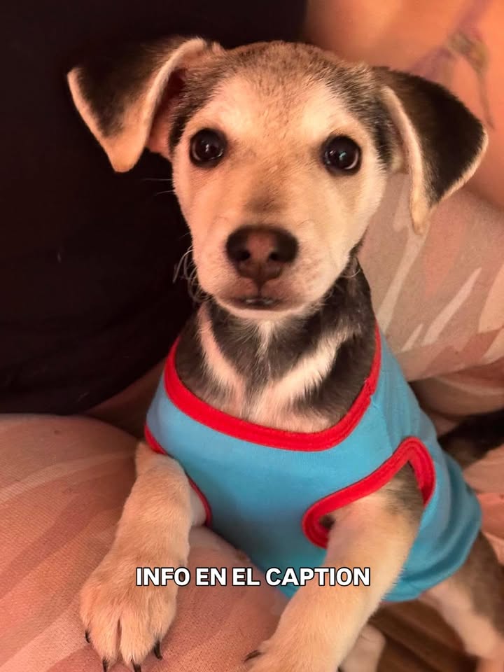 Perrito ToGo en adopción en Bogotá 