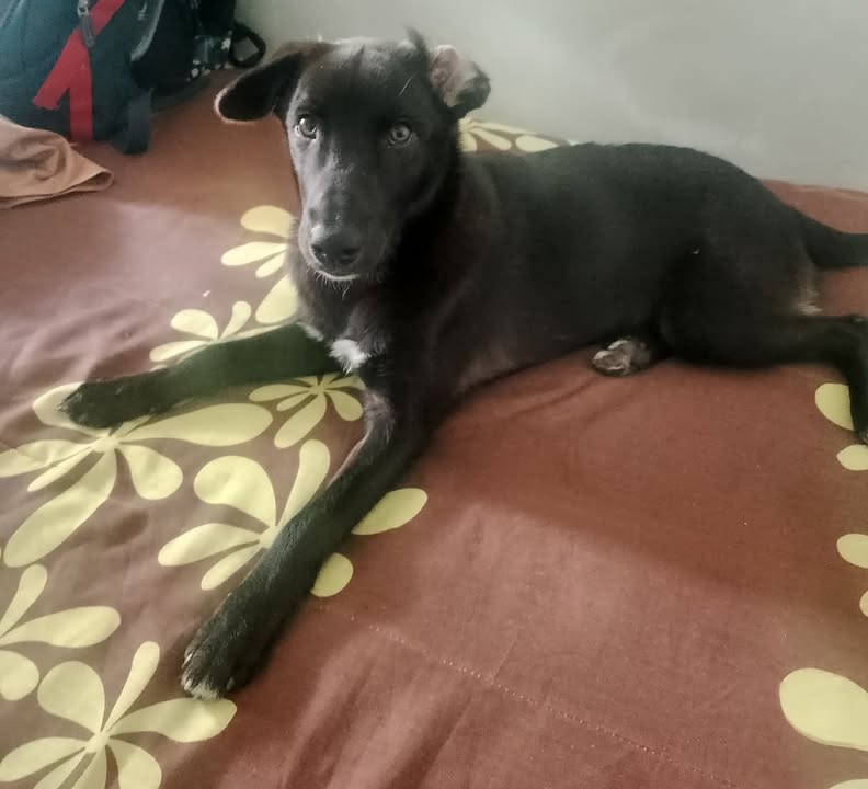 Perra en adopción en Pereira 