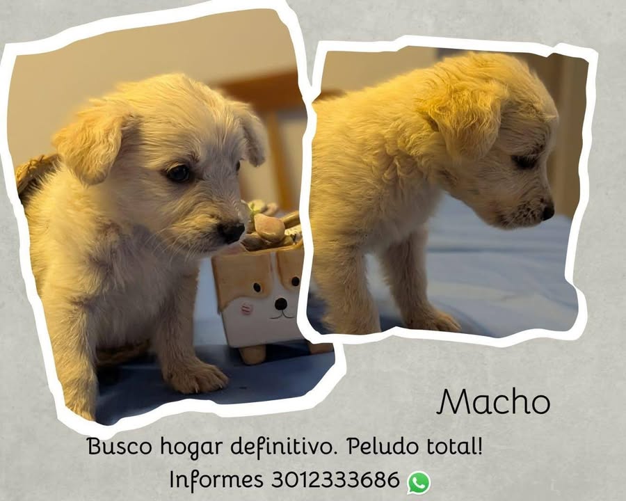 Cachorra de adopción en Tuluá, Valle 