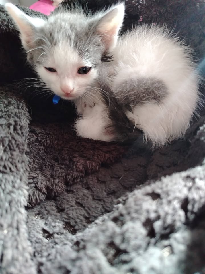 Adopta Gatito en Bogotá 