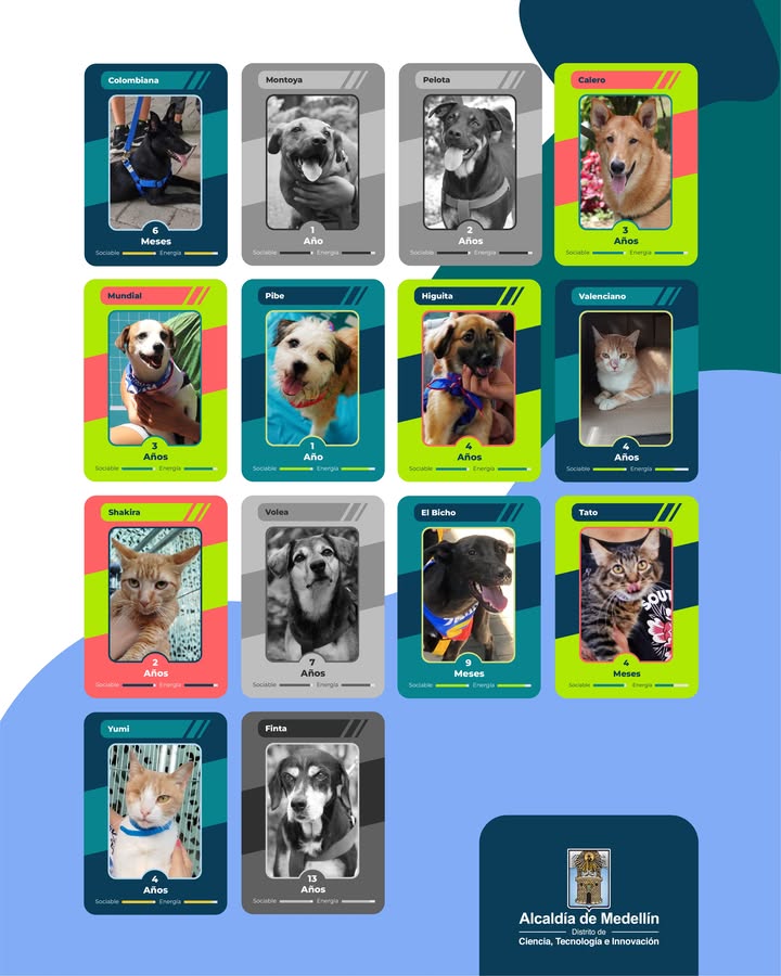Adopta un Peludito Campeón: Álbum Perlini en Medellín 